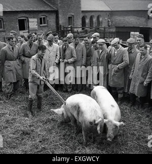 Anni Cinquanta foto storiche che mostra un gruppo numeroso di studenti di sesso maschile o apprendisti in tuta e stivali in un allevamento o agricolo di college per studiare il comportamento dei due maiali. Foto Stock