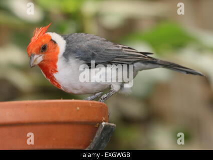 Close-up del Sud Americano rosso cardinale crestato (Paroaria coronata) - Captive Bird all avifauna Zoo di uccelli, Paesi Bassi Foto Stock