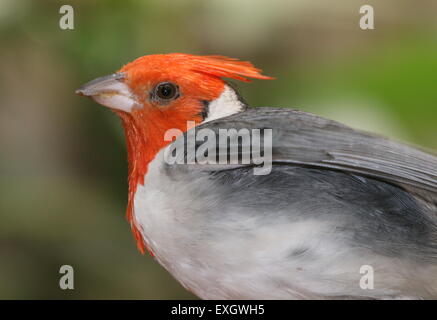 Close-up del Sud Americano rosso cardinale crestato (Paroaria coronata) Foto Stock