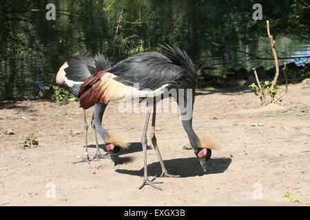 Coppia di foraggio nero africano coronata gru (Balearica pavonina) Foto Stock