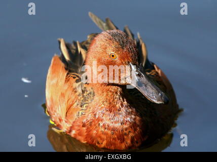 Nuoto Cannella Teal ( Anas cyanoptera) nativo per le Americhe Foto Stock