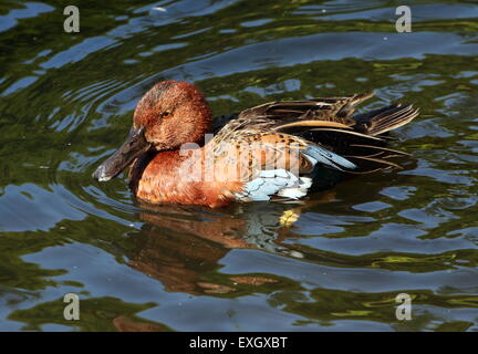 Nuoto Cannella Teal ( Anas cyanoptera) nativo per le Americhe Foto Stock