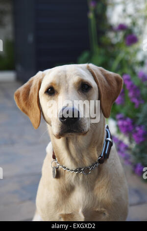 Giallo Labrador Retriever cucciolo all'età di quindici mesi vecchi orologi è proprietario in giardino patio Foto Stock