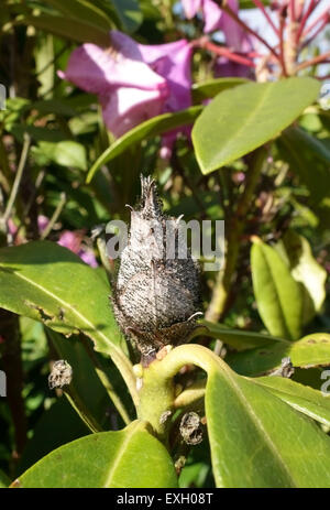 Esplosione di germogli (Pycnostysanus azaleae) su un germoglio di fiori abortiti di un rododendro ornamentale Foto Stock