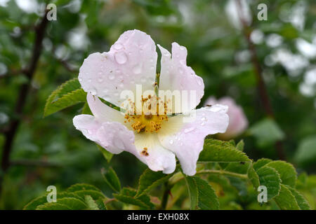 Rosa canina Rosa canina, wild pianta rampicante con fiori rosa e bianchi con le gocce di pioggia dopo la pioggia in estate, Berkshire, Giugno Foto Stock
