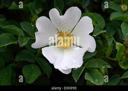 Rosa canina Rosa canina, wild pianta rampicante con fiori rosa e bianchi con le gocce di pioggia dopo la pioggia in estate, Berkshire, Giugno Foto Stock