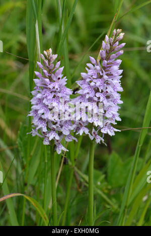 Avvistato comune, orchidea Dactylorhiza fuchsii, fiore spike tra downland vegetazione, Berkshire, Giugno Foto Stock