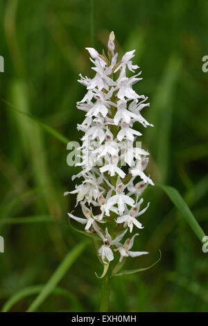 Avvistato comune, orchidea Dactylorhiza fuchsii,, un pallido quasi bianco fiore formare fra di downland vegetazione, Berkshire, Giugno Foto Stock