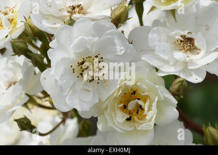 Fiori bianchi di un Rambling Rector rose con il polline di coleotteri, Berkshire, Giugno Foto Stock