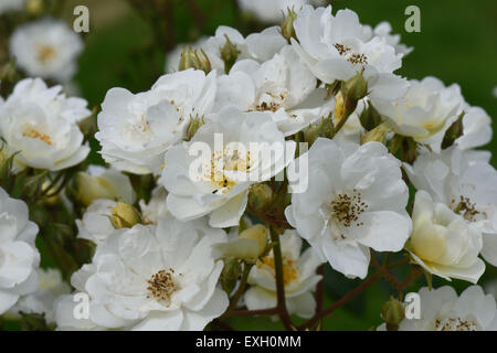 Fiori bianchi di un Rambling Rector rose con il polline di coleotteri, Berkshire, Giugno Foto Stock