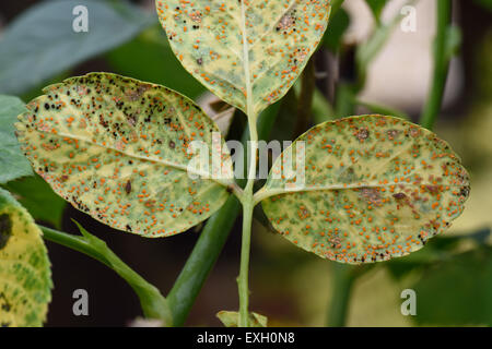 Ruggine di Rose , Phragmidium mucronatum, pustole (urediospores, teliospores) formata sulla parte inferiore della superficie di foglia di una pianta ornamentale rose Foto Stock