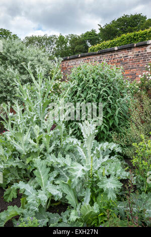 Onopordum Acanthum con i suoi alti foglie argentate che cresce in un confine di estate in un giardino inglese. Foto Stock