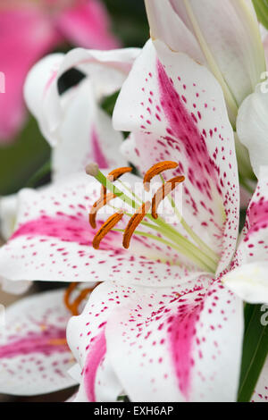 Il Lilium. Oriental Lily spettatore Foto Stock