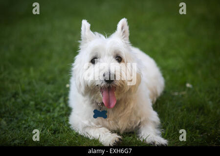 Un bianco West Highland Terrier raffigurato in giardino Foto Stock