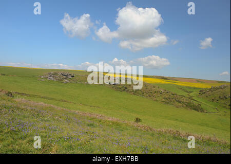 Sperone roccioso nella parte anteriore di un olio di semi di colza campo del Sud Ovest sentiero costiero sulla South Devon Coast, England, Regno Unito Foto Stock