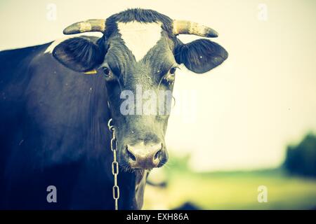 Vintage ritratto di mucca in pascolo. Faccia animale foto fotografato in esterni Foto Stock