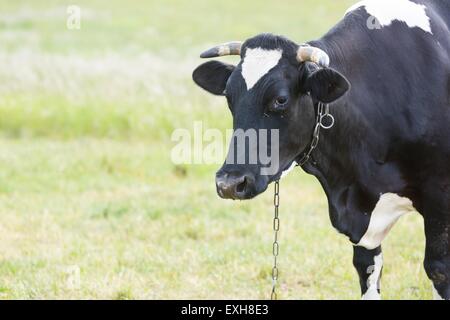 Ritratto di mucca in pascolo. Faccia animale foto fotografato in esterni Foto Stock