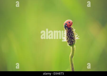 Foto d'epoca di ladybug sull'erba. Bella close up red ladybug in natura Foto Stock