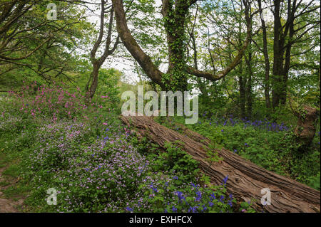 Caduto albero tronco tra fiori sul sud-ovest sentiero costiero, vicino a Salcombe, sulla South Devon Coast, England, Regno Unito Foto Stock