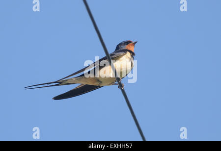 Un Fienile Swallow (Hirundo rustica) posatoi su un cavo di alimentazione. Keswick, Cimbria, UK. Foto Stock