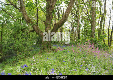 Fiori Selvatici in una zona boschiva a sud ovest percorso costiero, vicino a Salcombe, sulla South Devon Coast, England, Regno Unito Foto Stock