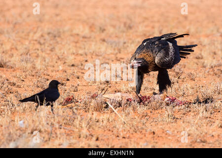 Un australiano cuneo-tail Eagle feed su un canguro morto nei pressi di Uluru nel Territorio del Nord, l'Australia Foto Stock