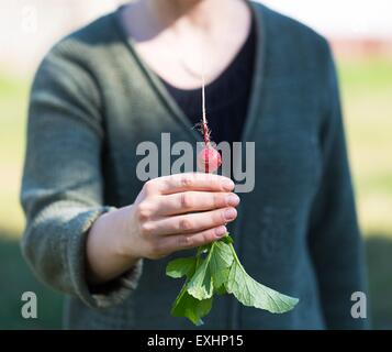 Donna con le mani appena preso il ravanello. Ecologico naturale giardino wegetables. Foto Stock