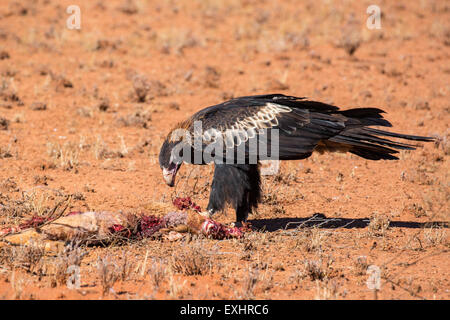 Un australiano cuneo-tail Eagle feed su un canguro morto nei pressi di Uluru nel Territorio del Nord, l'Australia Foto Stock