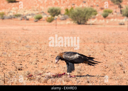 Un australiano cuneo-tail Eagle feed su un canguro morto nei pressi di Uluru nel Territorio del Nord, l'Australia Foto Stock