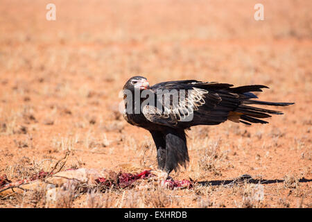 Un australiano cuneo-tail Eagle feed su un canguro morto nei pressi di Uluru nel Territorio del Nord, l'Australia Foto Stock