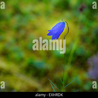 Harebell o Bluebell (Campanula rotundifolia) con gocce d'acqua, Islanda Foto Stock