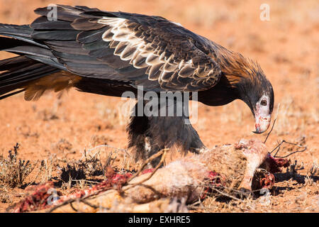 Un australiano cuneo-tail Eagle feed su un canguro morto nei pressi di Uluru nel Territorio del Nord, l'Australia Foto Stock