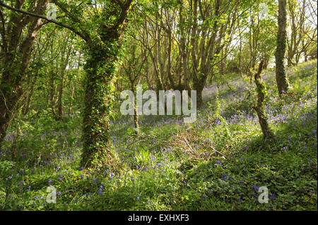 Bluebells in una zona boschiva a sud ovest percorso costiero, vicino a Salcombe, sulla South Devon Coast, England, Regno Unito Foto Stock