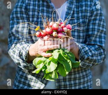 Donna con le mani appena preso il ravanello. Ecologico naturale giardino wegetables. Foto Stock