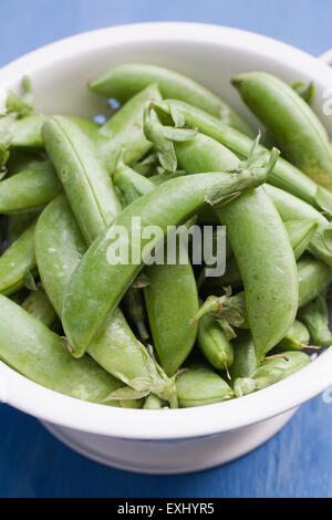 Pisum sativum var. macrocarpon. Appena raccolto zucchero piselli a scatto in un colapasta di smalto. Foto Stock