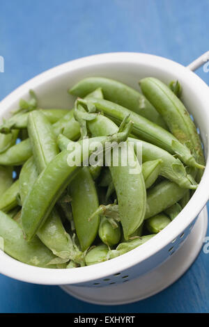 Pisum sativum var. macrocarpon. Appena raccolto zucchero piselli a scatto in un colapasta di smalto. Foto Stock