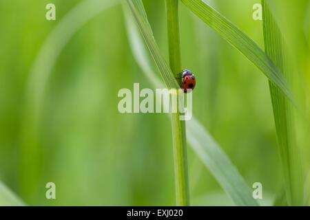 Belle riprese macro di ladybug seduta sulla foglia di erba. Foto Stock