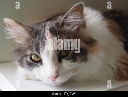 Tabby cat su sfondo bianco Foto Stock