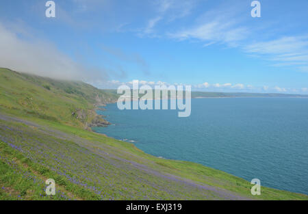 Bluebells su un pendio in Start baia a sud ovest percorso costiero, vicino a Salcombe, sulla South Devon Coast, England, Regno Unito Foto Stock