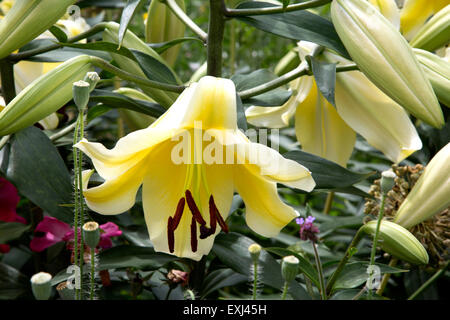 Il giglio è un grande strombazzata fiore con stami che sono molto importanti. Questo è il giallo. Foto Stock