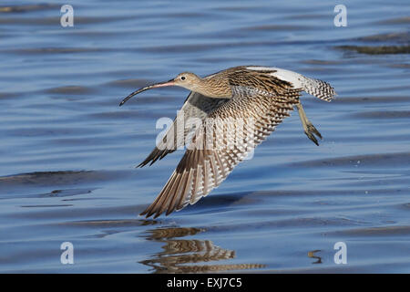 Flying Curlew a Sharm el-Sheikh spiaggia del Mare Rosso Foto Stock