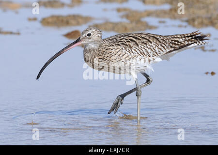 Camminare Curlew a Sharm el-Sheikh spiaggia del Mare Rosso Foto Stock