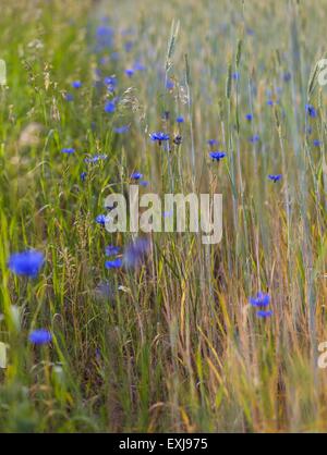 Bella cornflowers crescente sul campo di riso. Bella blu fiori d'estate. Foto Stock