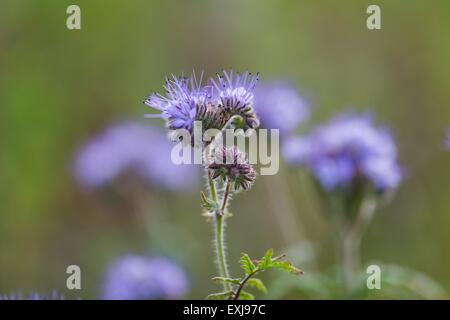 Splendida fioritura phacelia fiori. Close up di fiori blu Foto Stock