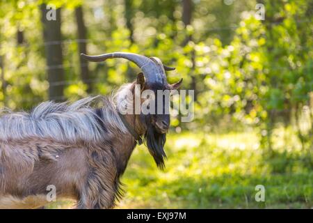 Bel ritratto del maschio di capra su pascolo. Bella capra con le corna Foto Stock