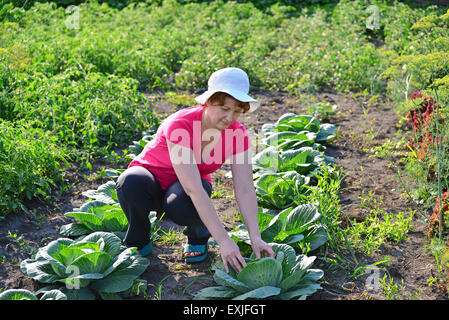 La donna si prende cura di un cavolo in giardino Foto Stock