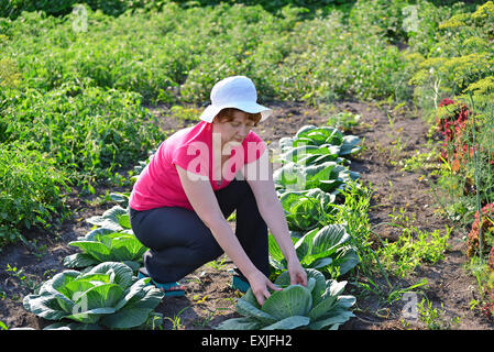 La donna si prende cura di un cavolo in giardino Foto Stock