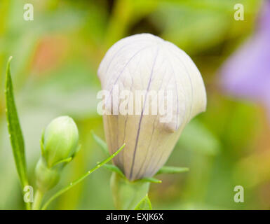 Il palloncino di piante e fiori Platycodon grandiflorus Foto Stock