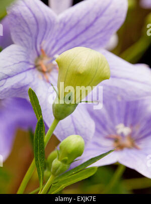 Il palloncino di piante e fiori Platycodon grandiflorus Foto Stock