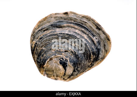 Comuni / Oyster European flat oyster / fango oyster / oyster commestibili (Ostrea edulis) shell su sfondo bianco Foto Stock